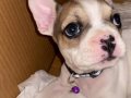 40 günlük yavru french buldog