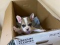40 günlük yavru french buldog