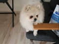 pomeranian boo