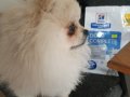 pomeranian boo