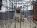 Frenc bulldog yavru 3 4 aylık aşılarını düzenli yaptırdım
