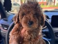 Kahverengi Toy Poodle 