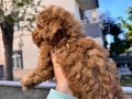 Kahverengi Toy Poodle 