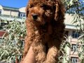 Kahverengi Toy Poodle 