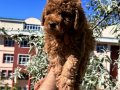 Kahverengi Toy Poodle 
