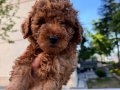 Kahverengi Toy Poodle 