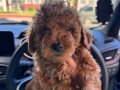 40 günlük Red Toy Poodle Yavru 