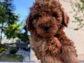 40 günlük Red Toy Poodle Yavru 