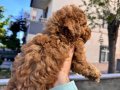 40 günlük Red Toy Poodle Yavru 