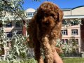 40 günlük Red Toy Poodle Yavru 