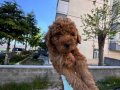 40 günlük Red Toy Poodle Yavru 