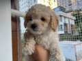 Erkek maltipoo 2 aylık 