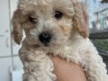 Erkek maltipoo 2 aylık 