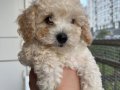 Erkek maltipoo 2 aylık 