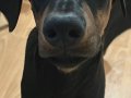 Yavru Saf Doberman 