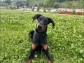 Yavru Saf Doberman 