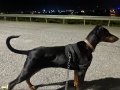 Yavru Saf Doberman 