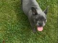 FRENCH BULLDOG AŞILARI YENİ TAMAMLANDI 4 aylık dişi