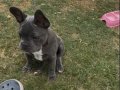 FRENCH BULLDOG AŞILARI YENİ TAMAMLANDI 4 aylık dişi