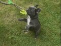 FRENCH BULLDOG AŞILARI YENİ TAMAMLANDI 4 aylık dişi
