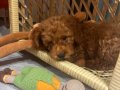 3 aylık aşıları yapılmıs toy poodle