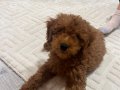 3 aylık aşıları yapılmıs toy poodle