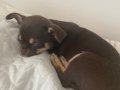 3 Aylık Chihuahua Yavrusu