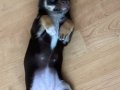 3 Aylık Chihuahua Yavrusu