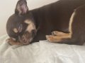 3 Aylık Chihuahua Yavrusu