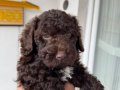 Chocolate Boy Toy Poodle erkek yavru