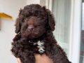 Chocolate Boy Toy Poodle erkek yavru