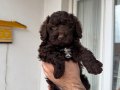 Chocolate Boy Toy Poodle erkek yavru