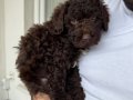 Chocolate Boy Toy Poodle erkek yavru