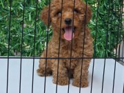 WC EĞİTİMLİ AŞILI TOY POODLE 