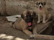 HARİKA ÇİFT KANGAL YAVRUSU