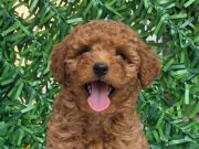 WC EĞİTİMLİ AŞILI TOY POODLE 