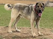 HARİKA ÇİFT KANGAL YAVRUSU 