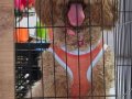1.5 YAŞINDA EĞİTİMLİ DİŞİ POODLE 
