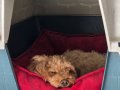 1.5 YAŞINDA EĞİTİMLİ DİŞİ POODLE 