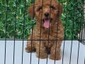 WC EĞİTİMLİ AŞILI TOY POODLE 