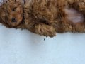 WC EĞİTİMLİ AŞILI TOY POODLE 