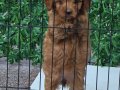 WC EĞİTİMLİ AŞILI TOY POODLE 