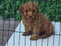 WC EĞİTİMLİ AŞILI TOY POODLE 