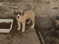 HARİKA ÇİFT KANGAL YAVRUSU