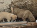 HARİKA ÇİFT KANGAL YAVRUSU