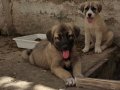 HARİKA ÇİFT KANGAL YAVRUSU