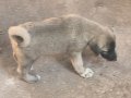 HARİKA ÇİFT KANGAL YAVRUSU
