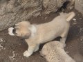 HARİKA ÇİFT KANGAL YAVRUSU