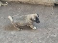 HARİKA ÇİFT KANGAL YAVRUSU