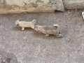HARİKA ÇİFT KANGAL YAVRUSU
